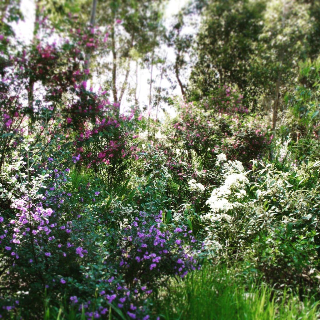 Bairnsdale Urban Landcare Group