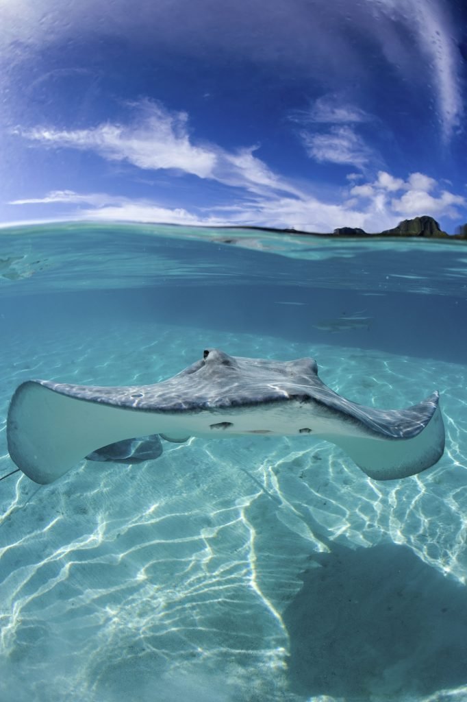 Fascinating World of Sharks & Rays (Incursion)