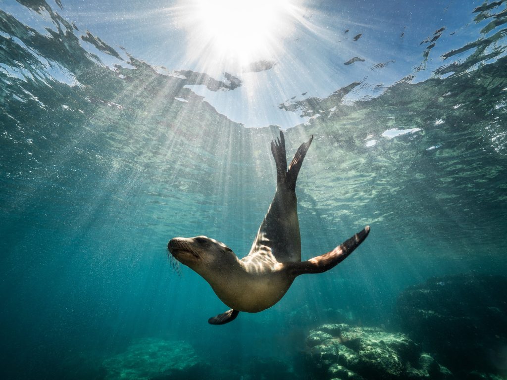 Cool.org – Seal the Loop: Exploring Marine Conservation