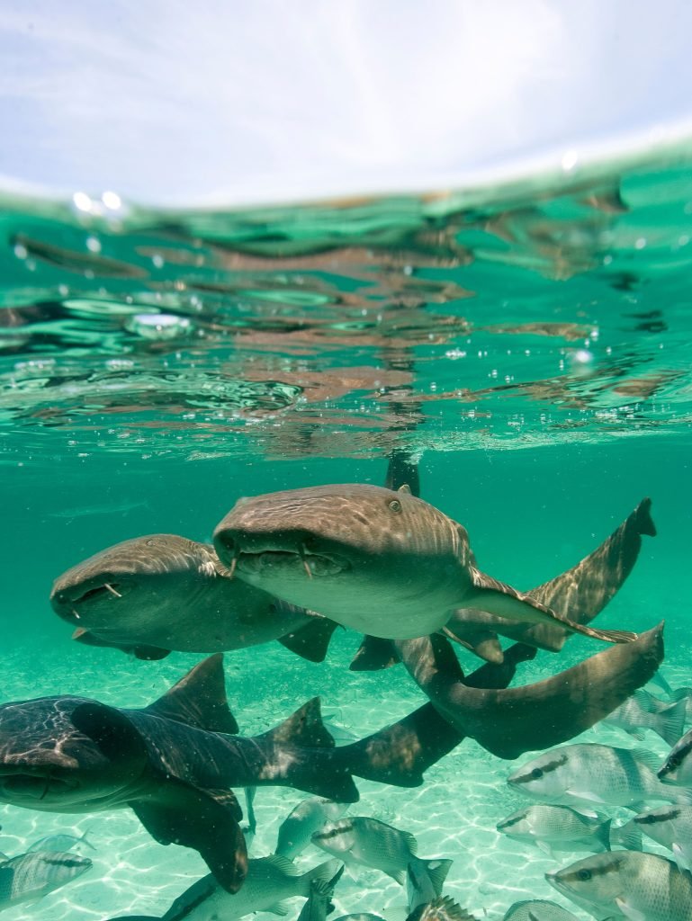 Sharks: Primary Unit