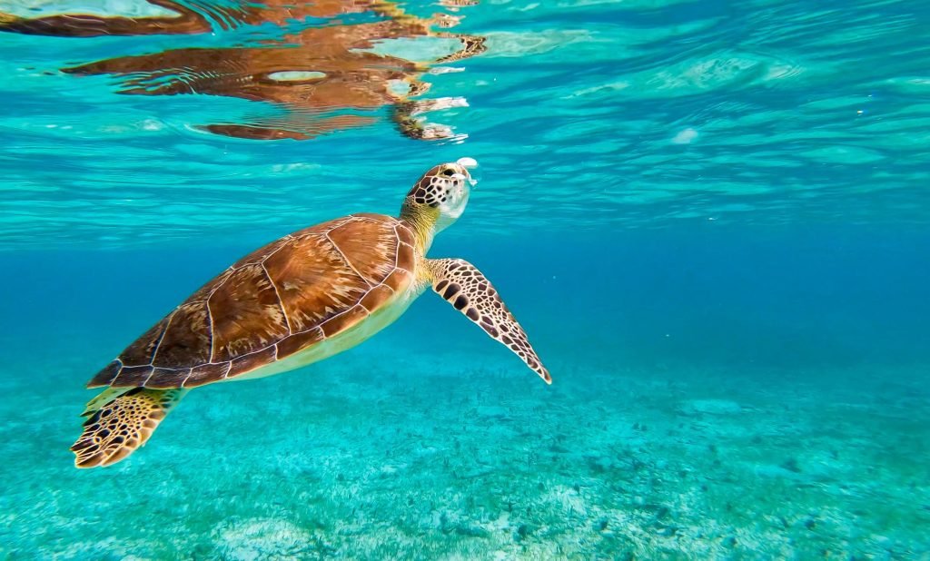 Biology & Ecology of Marine Turtles
