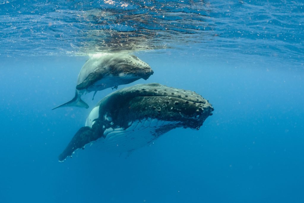 Wild world of whales – Awabakal Nature Reserve