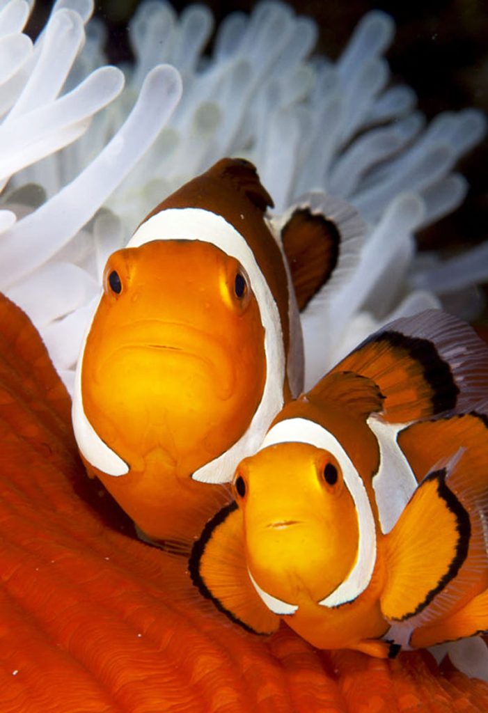 Marine Education
