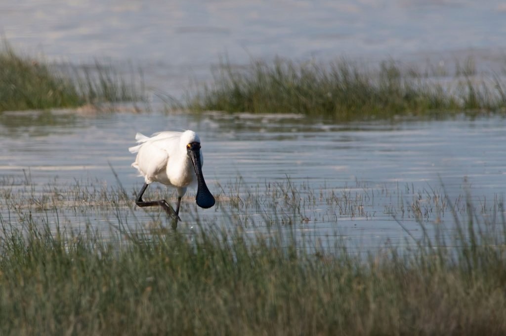 Exploring Estuaries