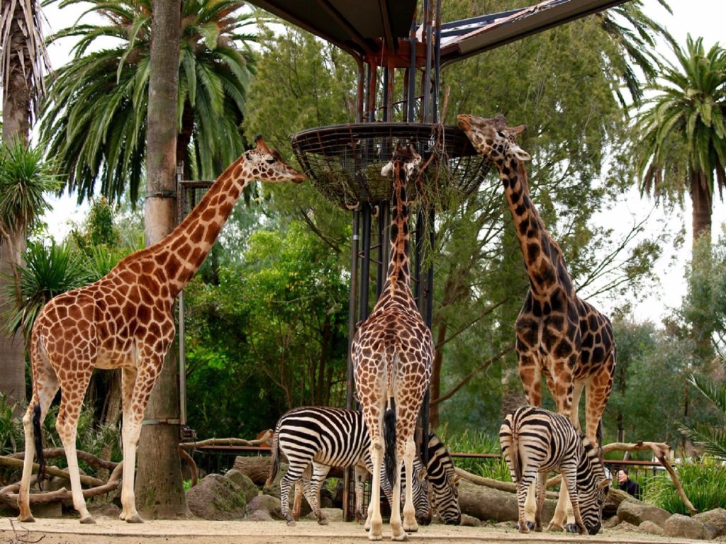 Melbourne Zoo