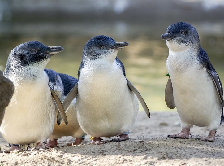 Phillip Island Nature Park