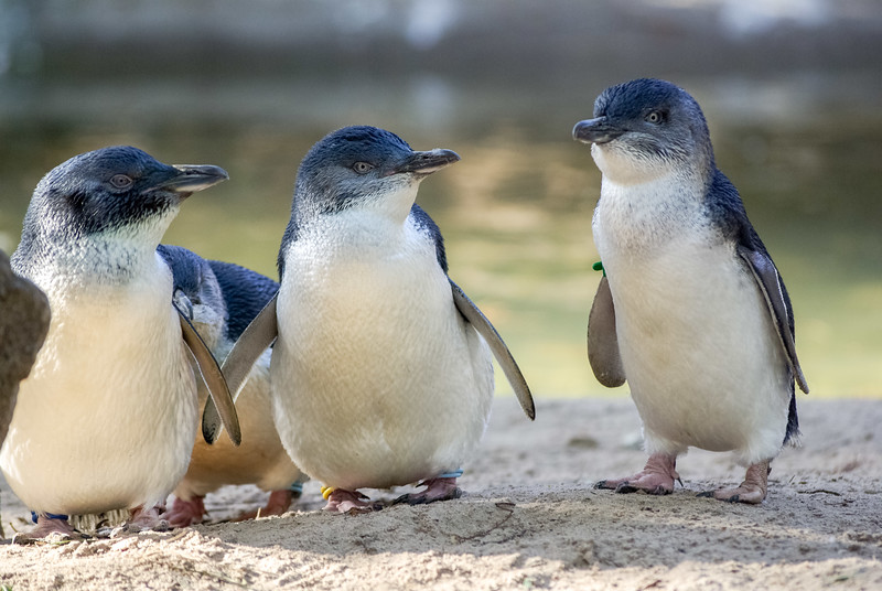 Phillip Island Nature Park