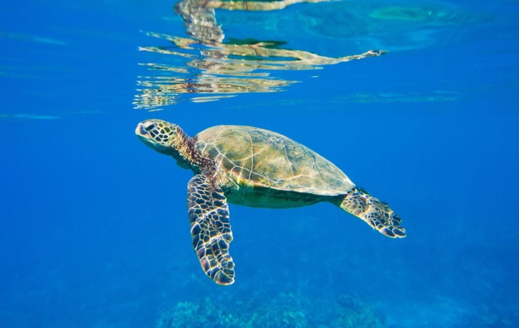Habitat restoration: Communicating, Design and Production, Mathematics