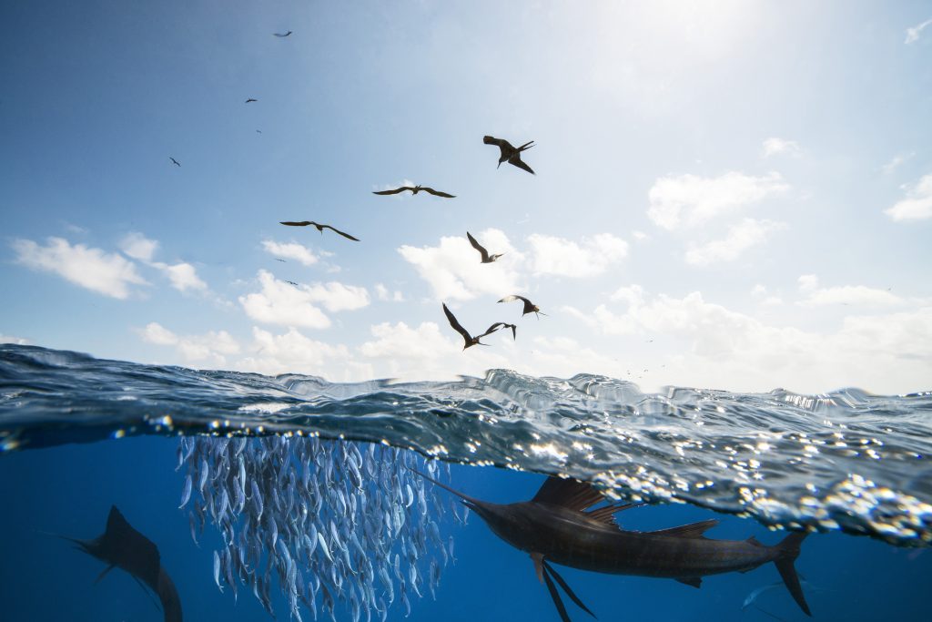 Cool.org – Blue The Film: Inspiring Ocean Conservation