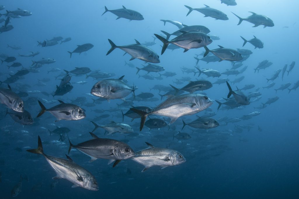 MSC – What is a fish?