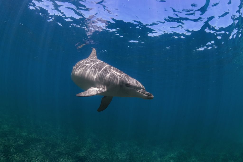Discover Port Phillip: Water & Wildlife Stories
