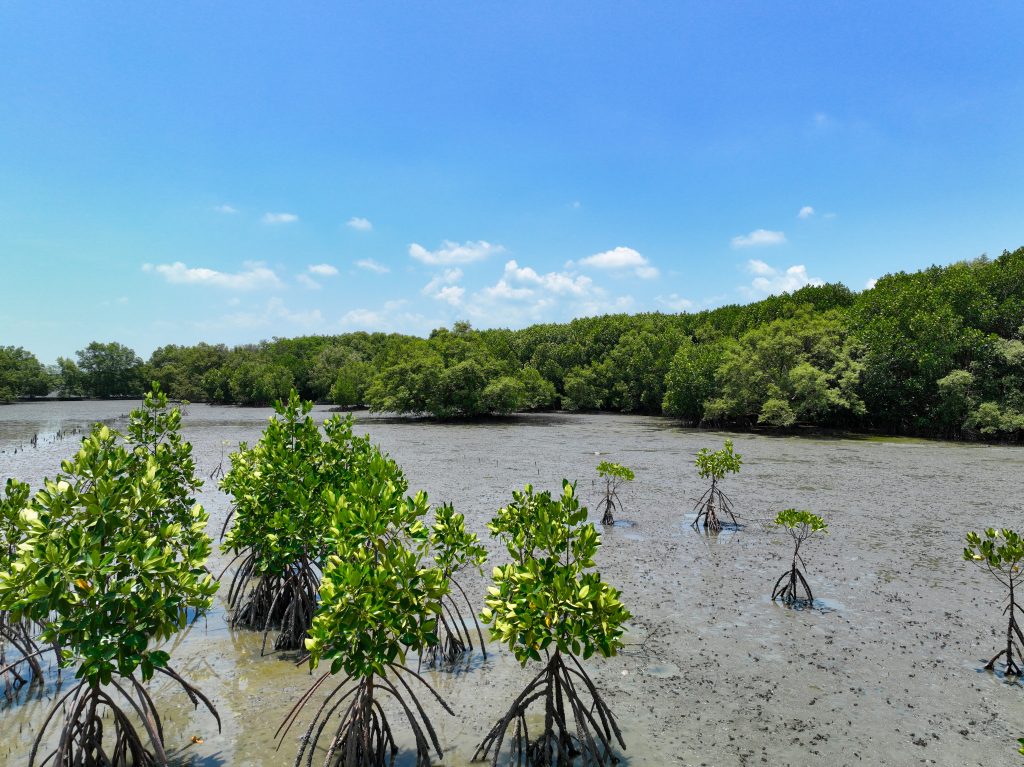 For the Juniors: How do mangrove trees survive?