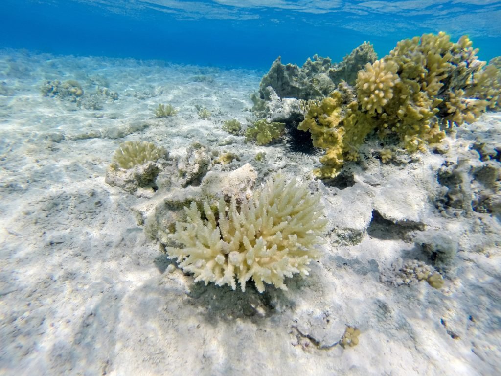Coral Bleaching
