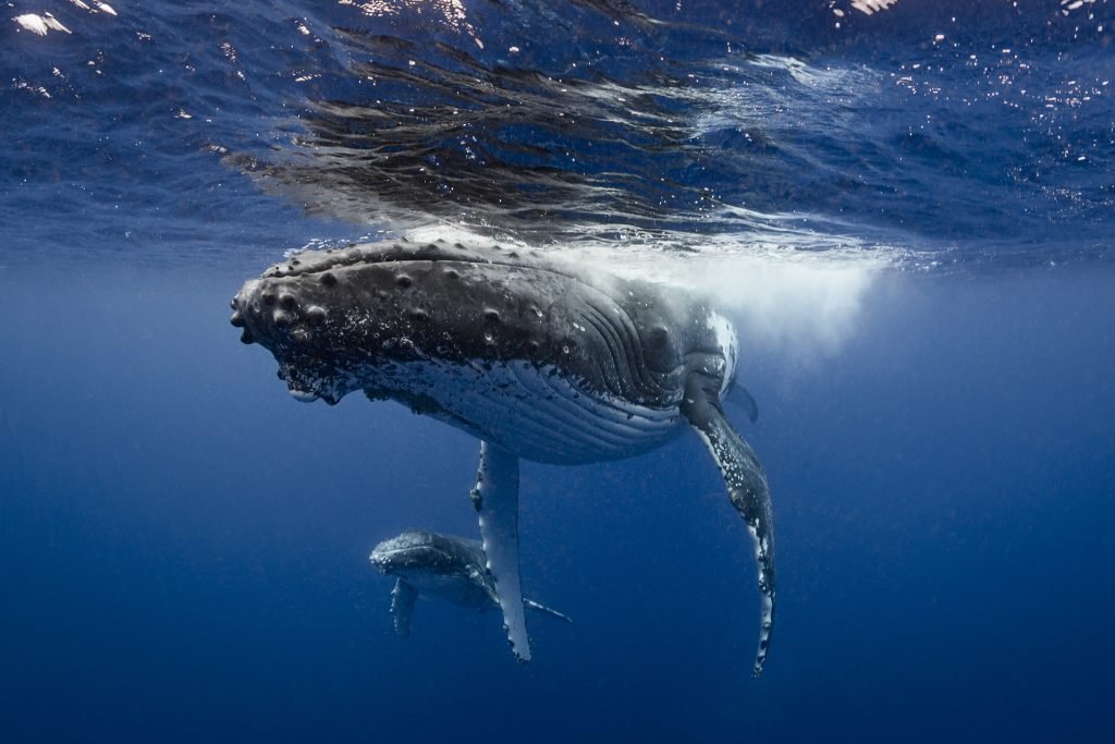 Whales find-a-word