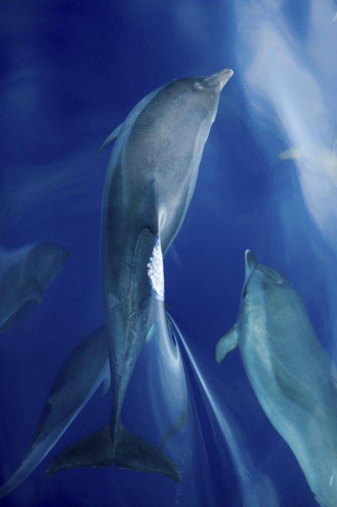 Dolphin ID – A Science Skill Session