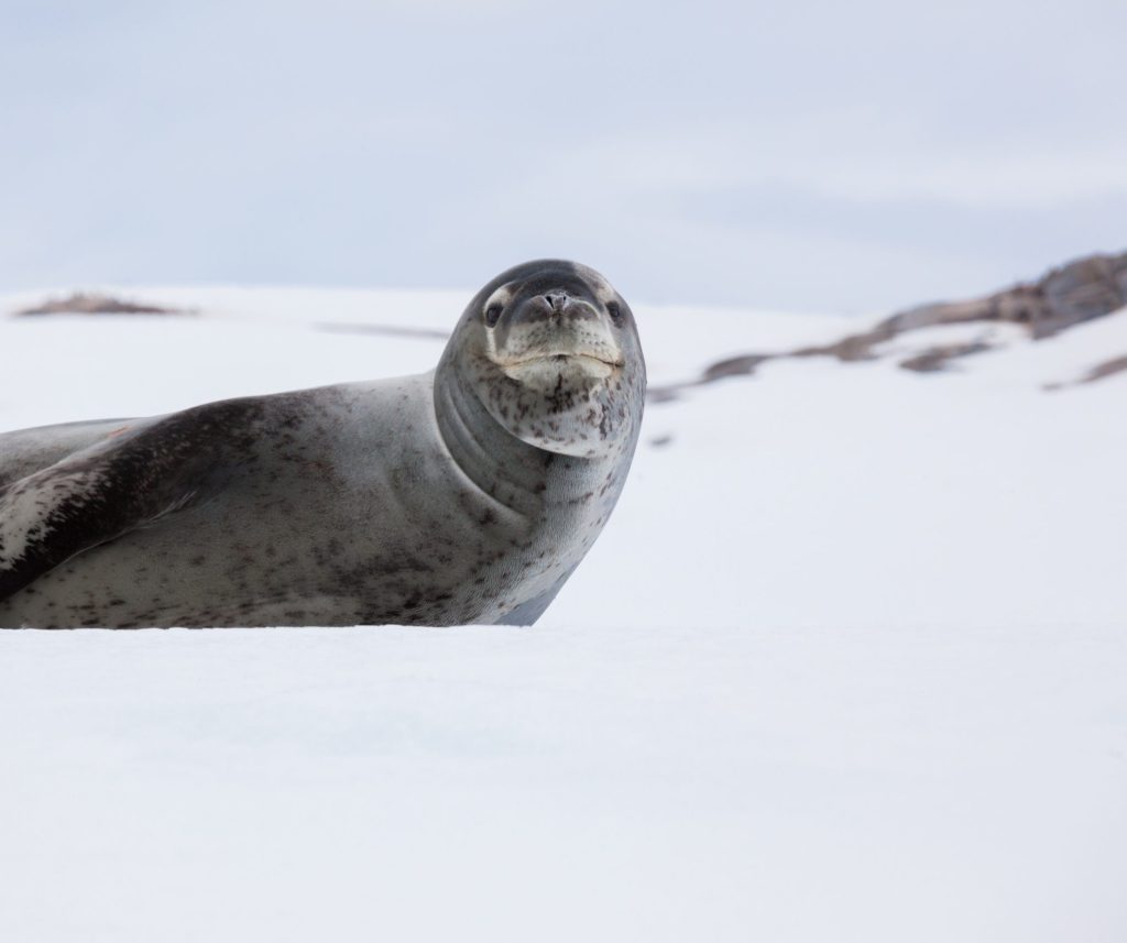 Catalyst: Seals help climate research