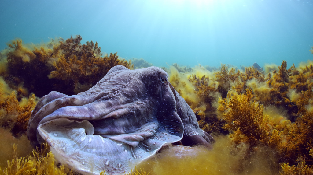 The Rise, Fall and Recovery of the Giant Australian Cuttlefish
