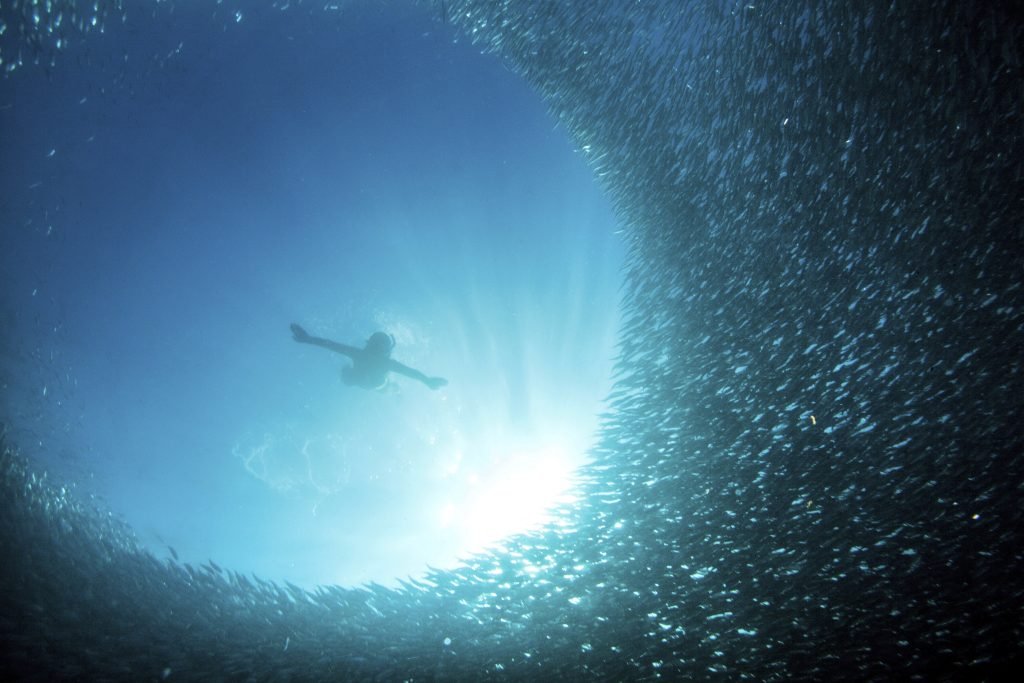 Oceans at Risk