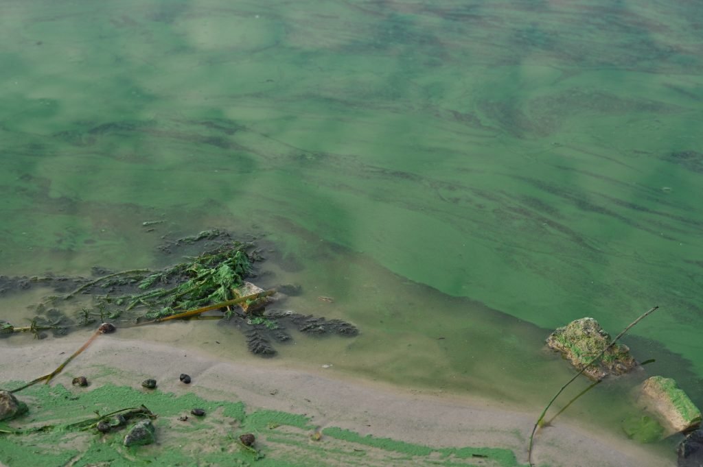 Drought and Algae