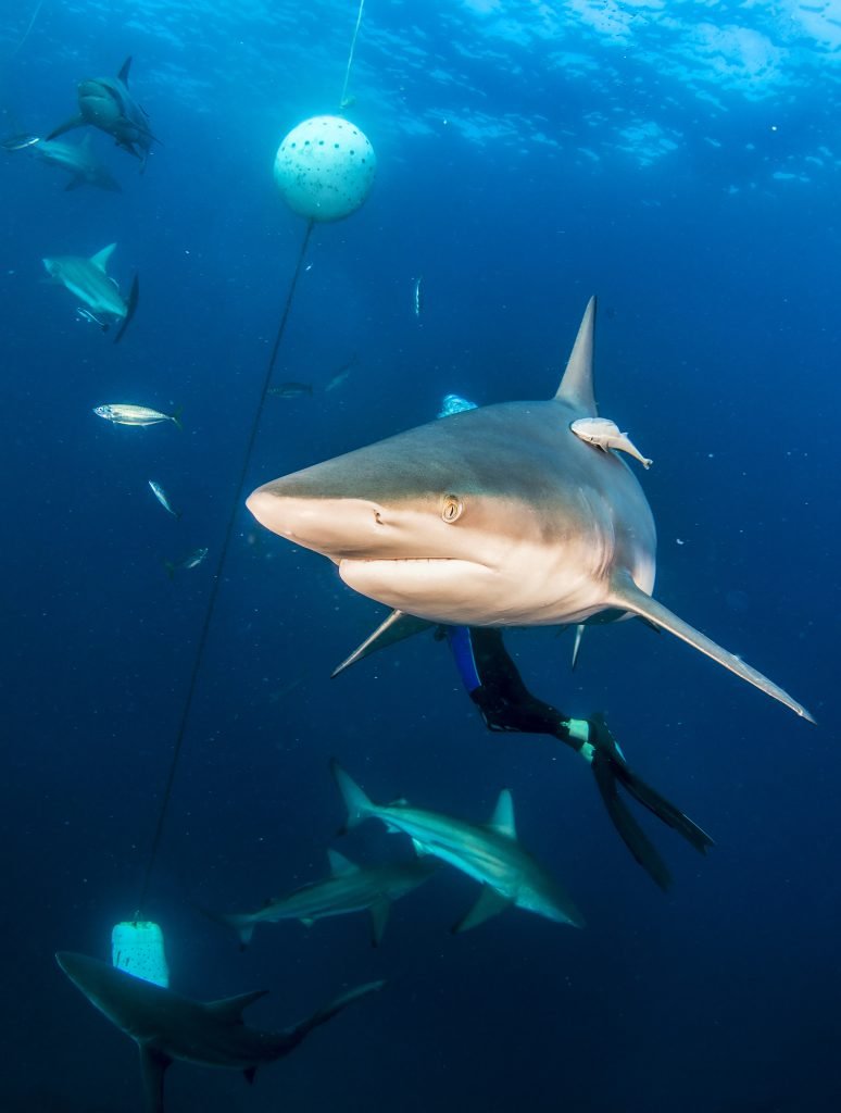 Shark Nets