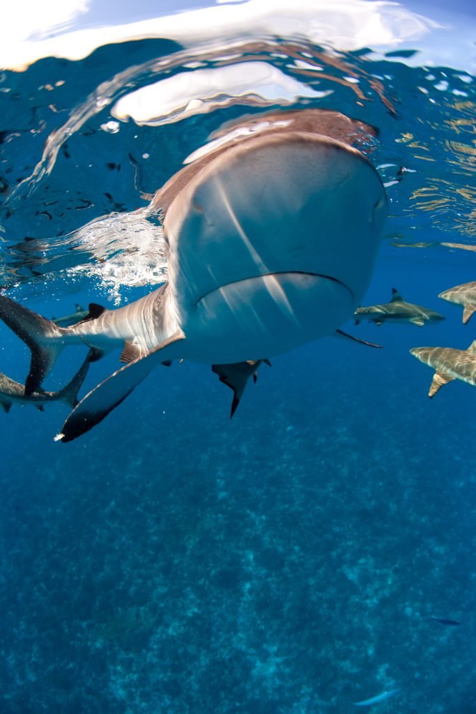 The Evolution of Sharks: Natural Selection