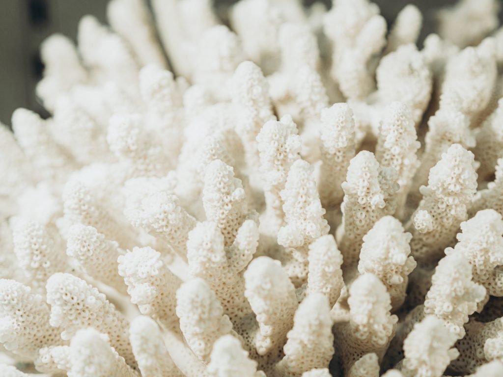 Critical Conservation: Coral Bleaching