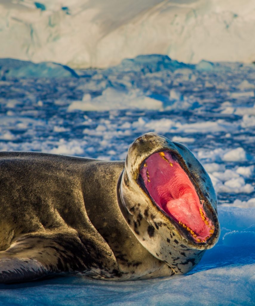 Antarctic Animals