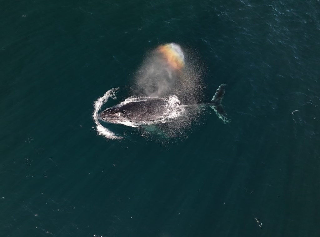 Baleen & Toothed Whales