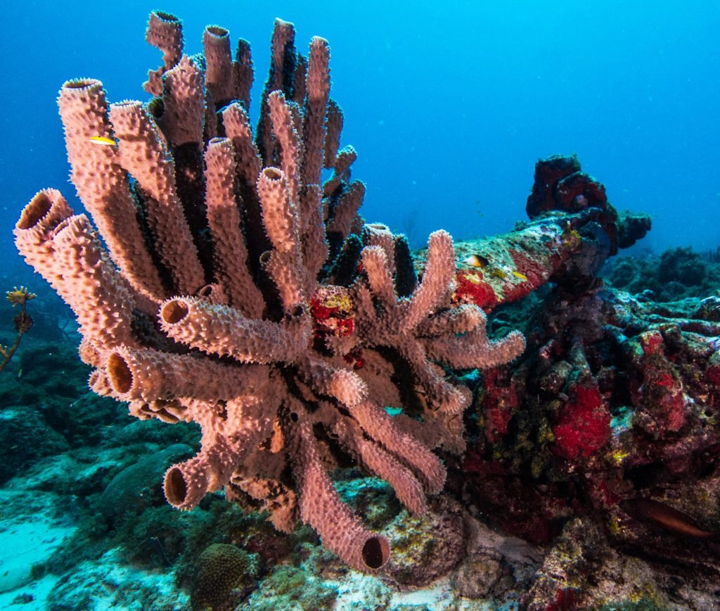 Marine Ecosystems