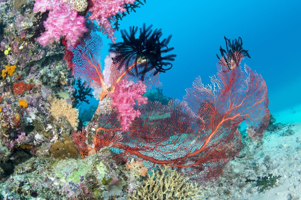 Corals are Cool and Crucial