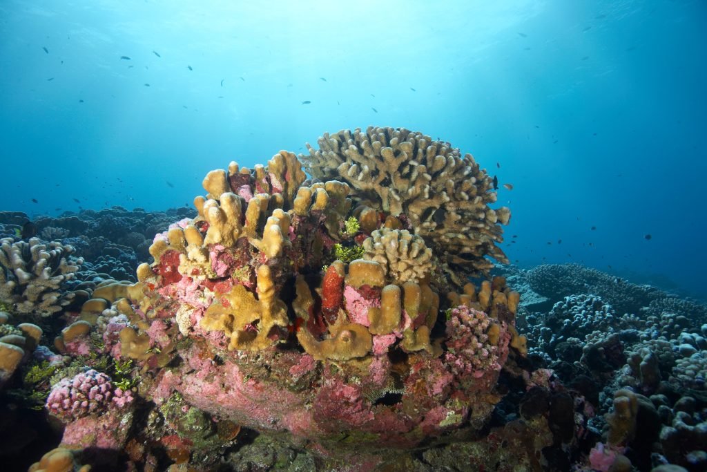 Coral reefs and climate change