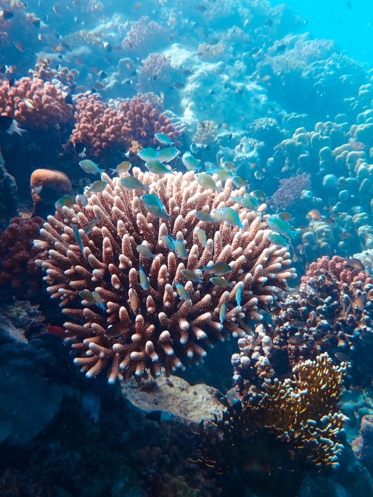 Healthy reefs – from polyp to policy