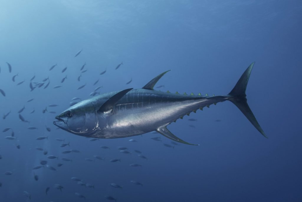 Sustainable Seafood in Australia