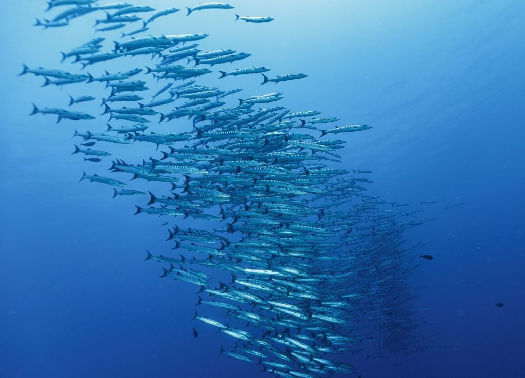 Oceans at Risk