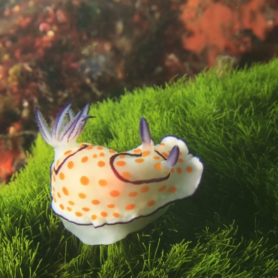 Image thumbnail