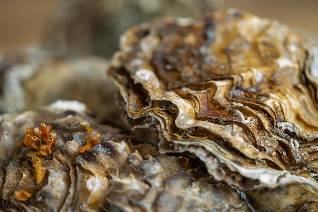 The Forgotten Reefs – Shellfish Reefs in NSW (Preschool – Year 2)