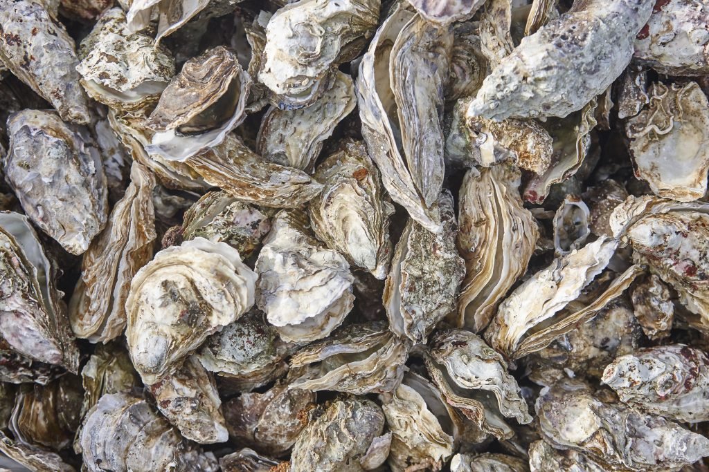 The Forgotten Reefs – Shellfish Reefs in NSW (Year 7-10)