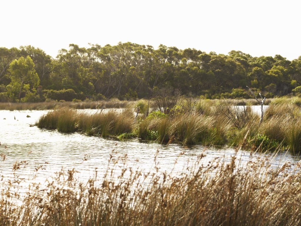 Wetlands and food webs