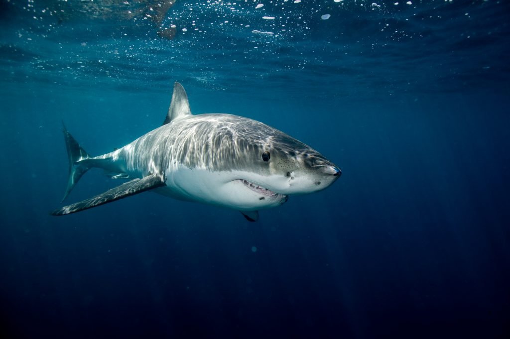 Shark Harbour