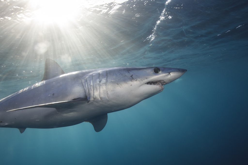 SharkSmart school workbooks