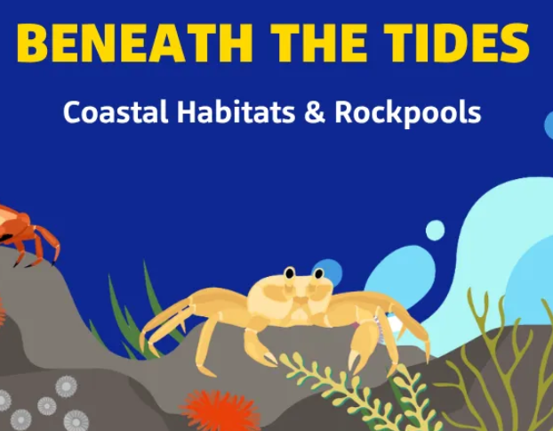 Beneath the Tides – Coastal Habitats & Rockpools