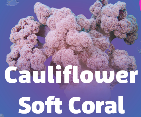 Cauliflower Coral as a Threatened Species