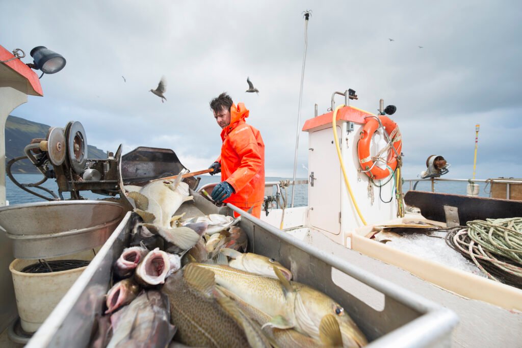 Animals in Danger: Overfishing