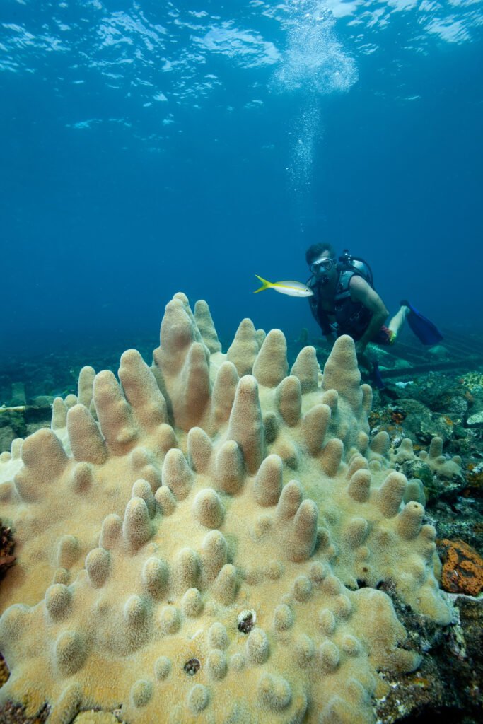 Impacts of climate change on the Great Barrier Reef