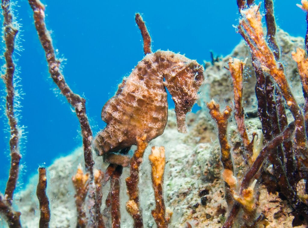 Explore the Ecosystem: Seahorses