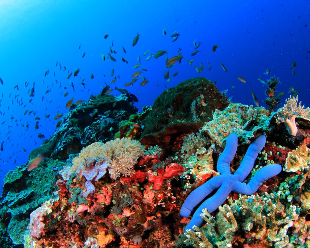 What Will I Find in the Ocean?