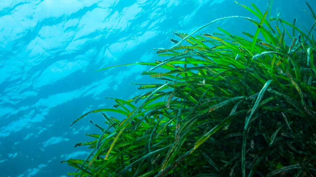 Seagrass Educators Handbook