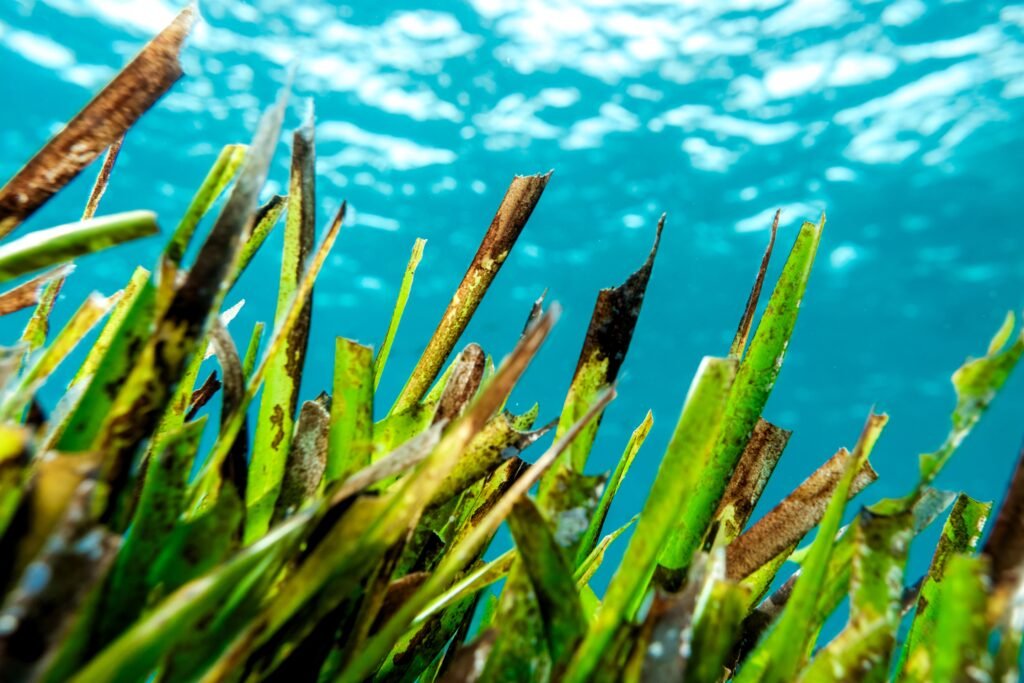 Where to Find Posidonia australis