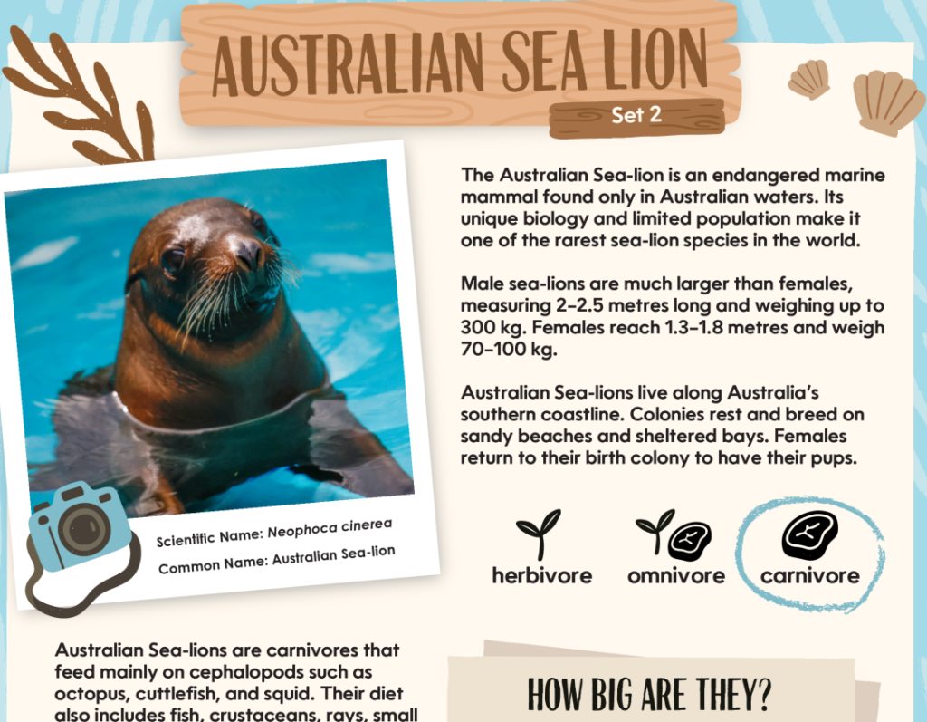 Australian Sea Lion Poster
