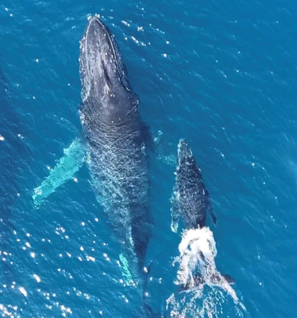 Whale Secrets School Excursion – Byron Bay